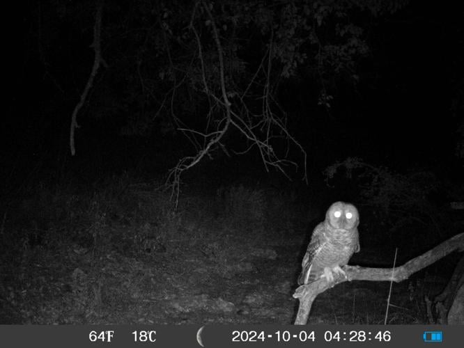 Planned mine near Mammoth draws lawsuit over rare owls