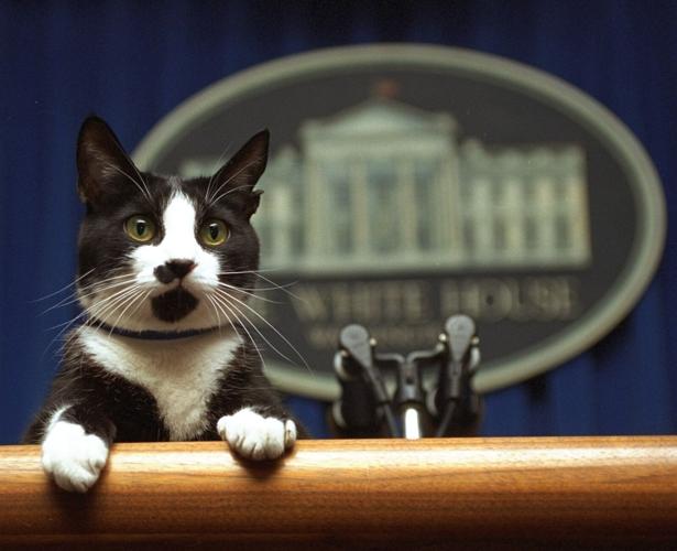 Election 2024 AP VoteCast Pet Owners