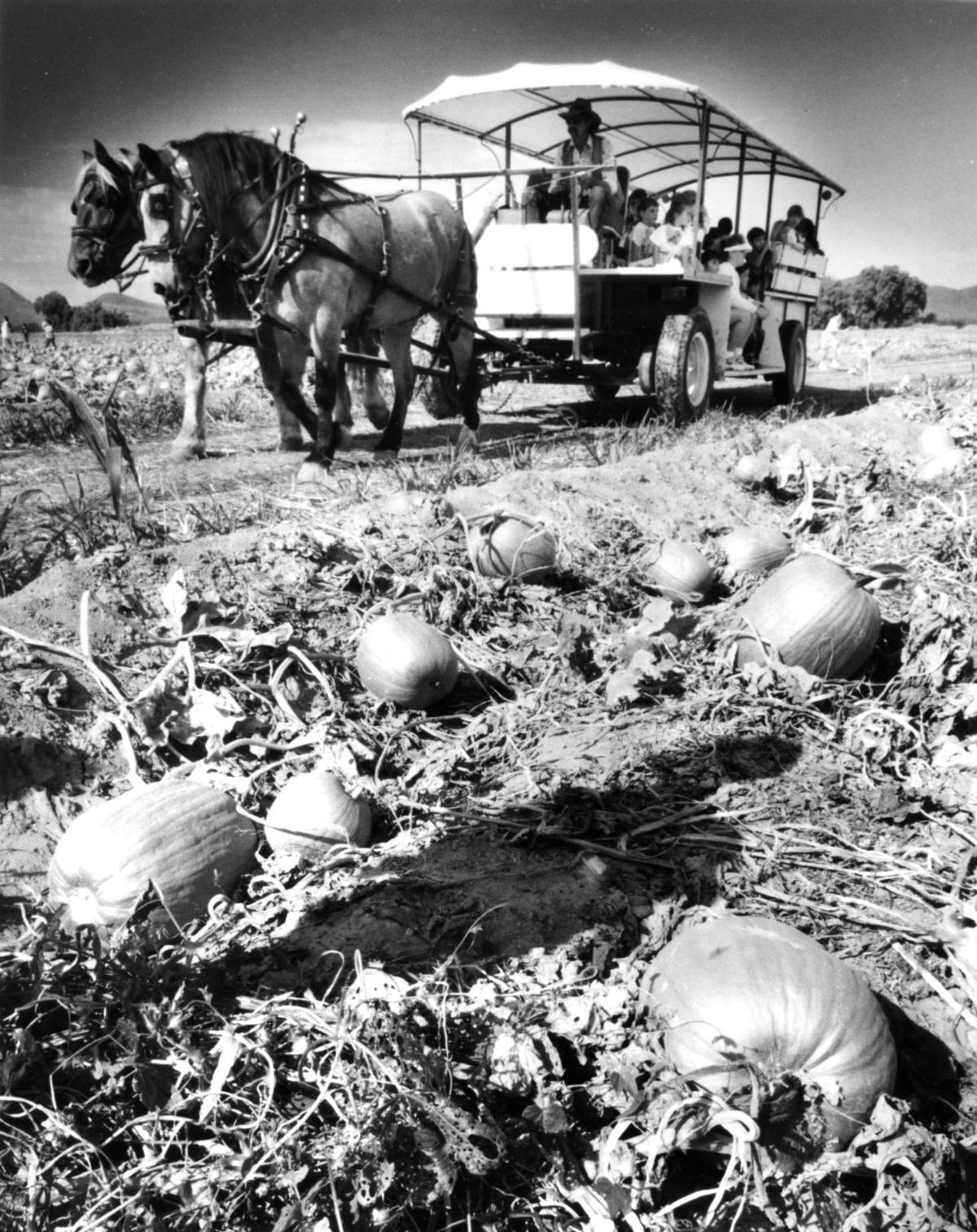 Buckelew Farm ends popular pumpkin festival Local news