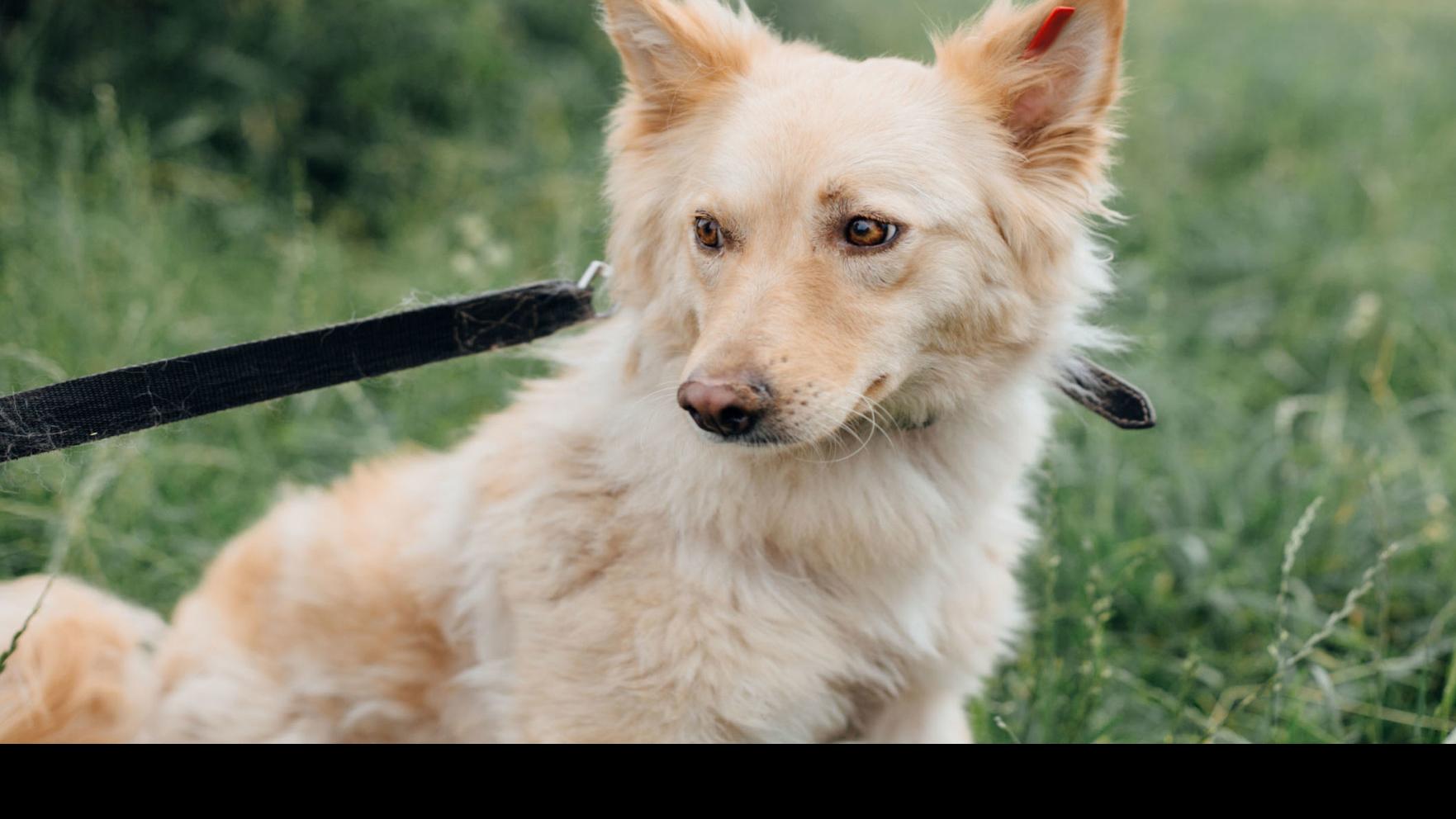 My Pet World Ways To Help Dog Overcome Fear Of Loud Noises Pets
