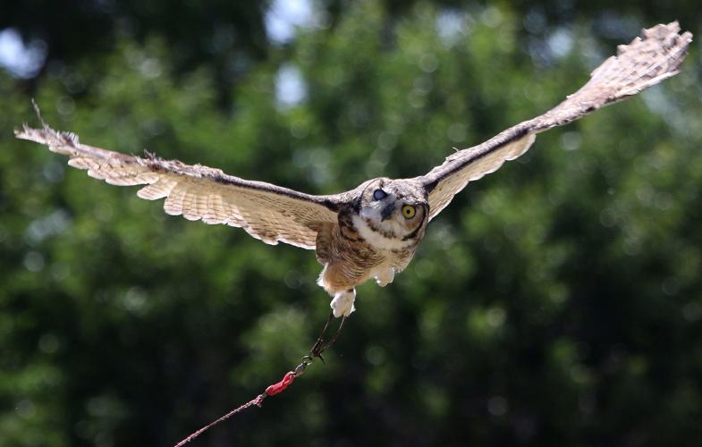 Wildlife sanctuary rebuilds