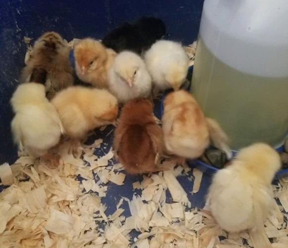 Baby chicks Debra.jpg