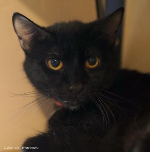 Adopt a friend: April O'Neil