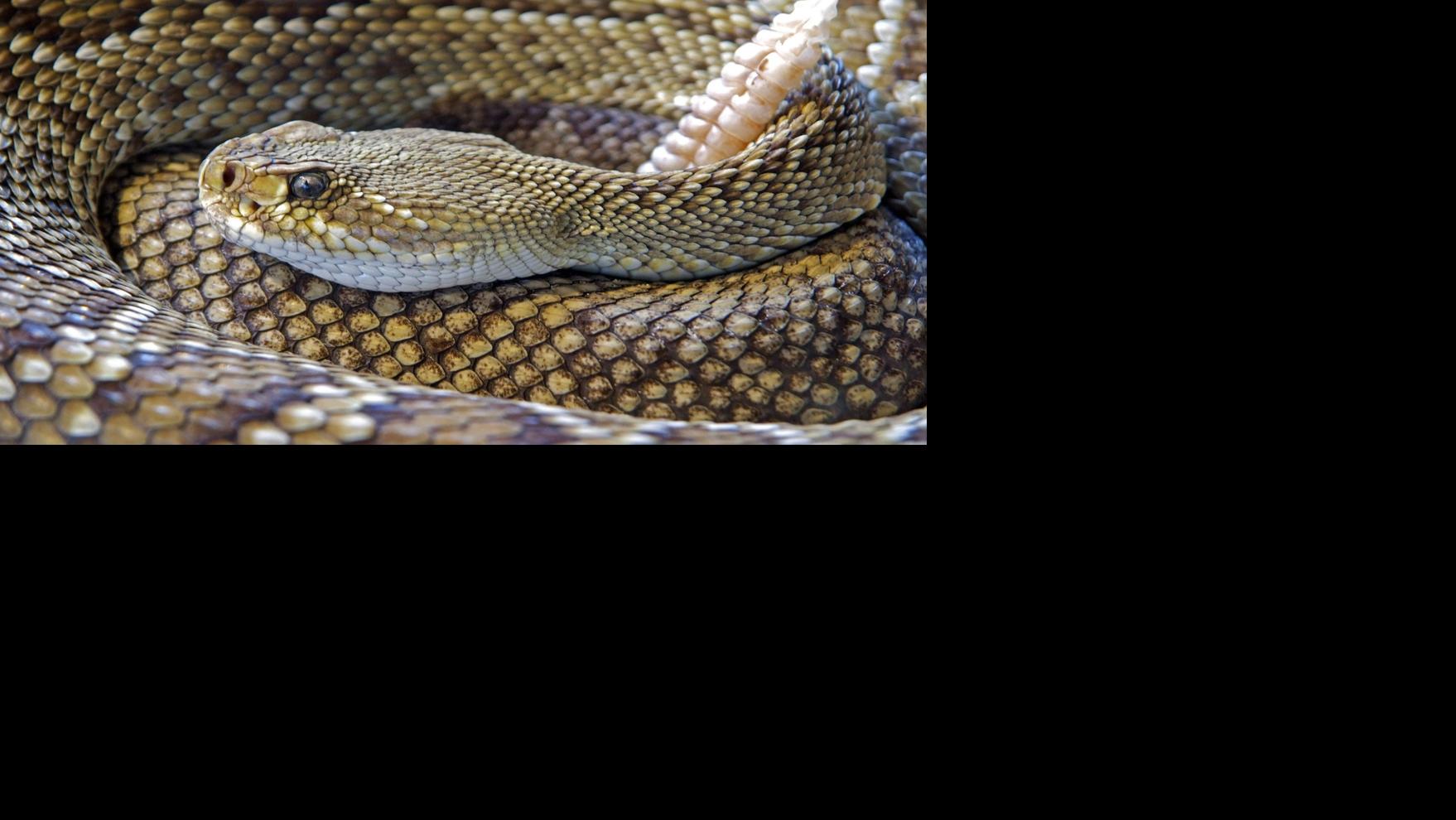 It's rattlesnake season in Southern Arizona — a time for caution