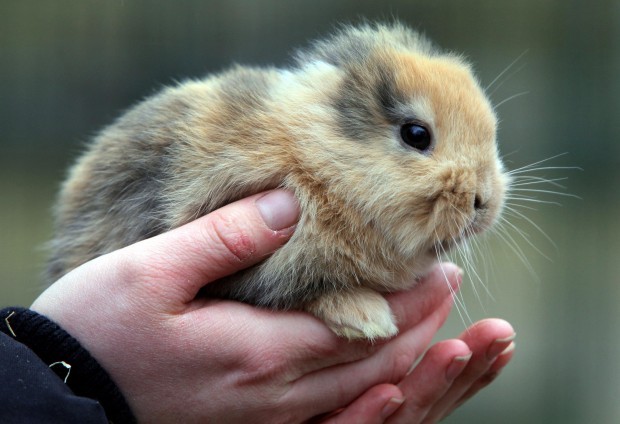Germany Earless Bunny