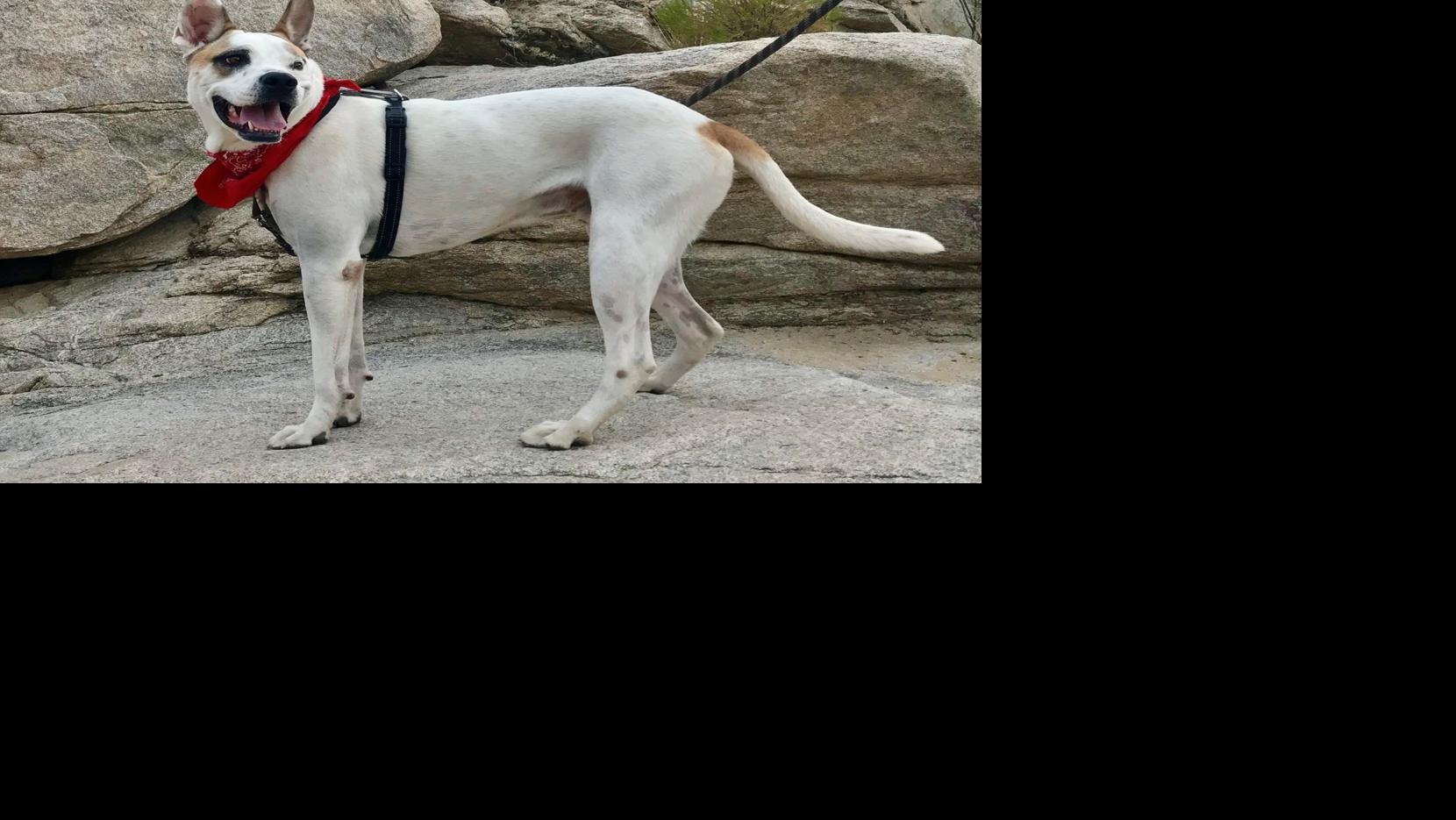 Adoptable pets in Tucson