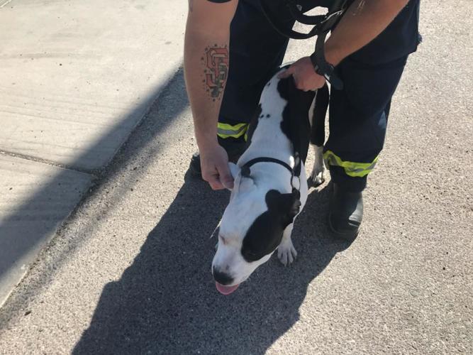 Family dog safe after apartment fire