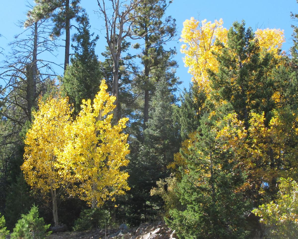 Autumn in the Catalina Mountains