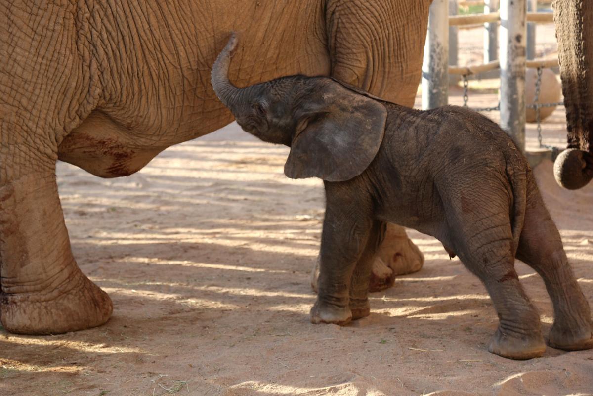 Reid Park Zoo, baby elephant (LE)