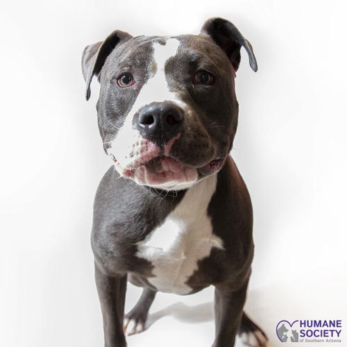 Adopt a friend: Plugsy