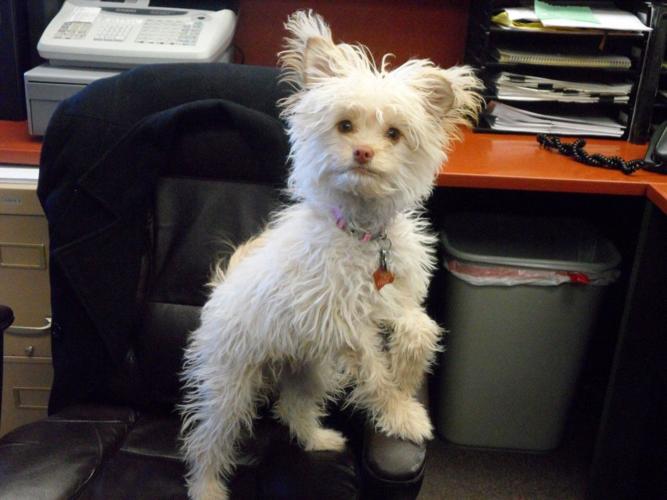 Happy National Dog Day!