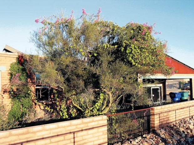 Vines dress up desert trees  