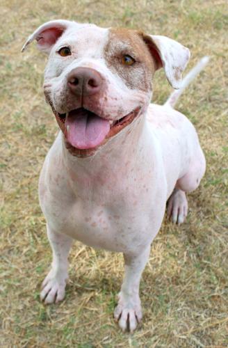 Adopt a Friend: Sugar