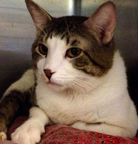 Pima Animal Care Center