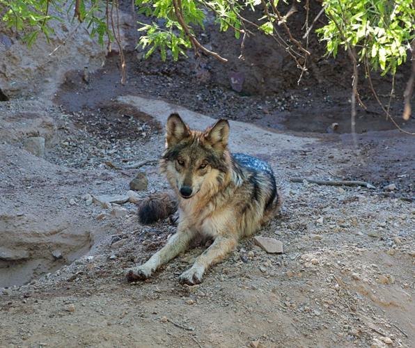 Arizona-Sonora Desert Museum Wolves