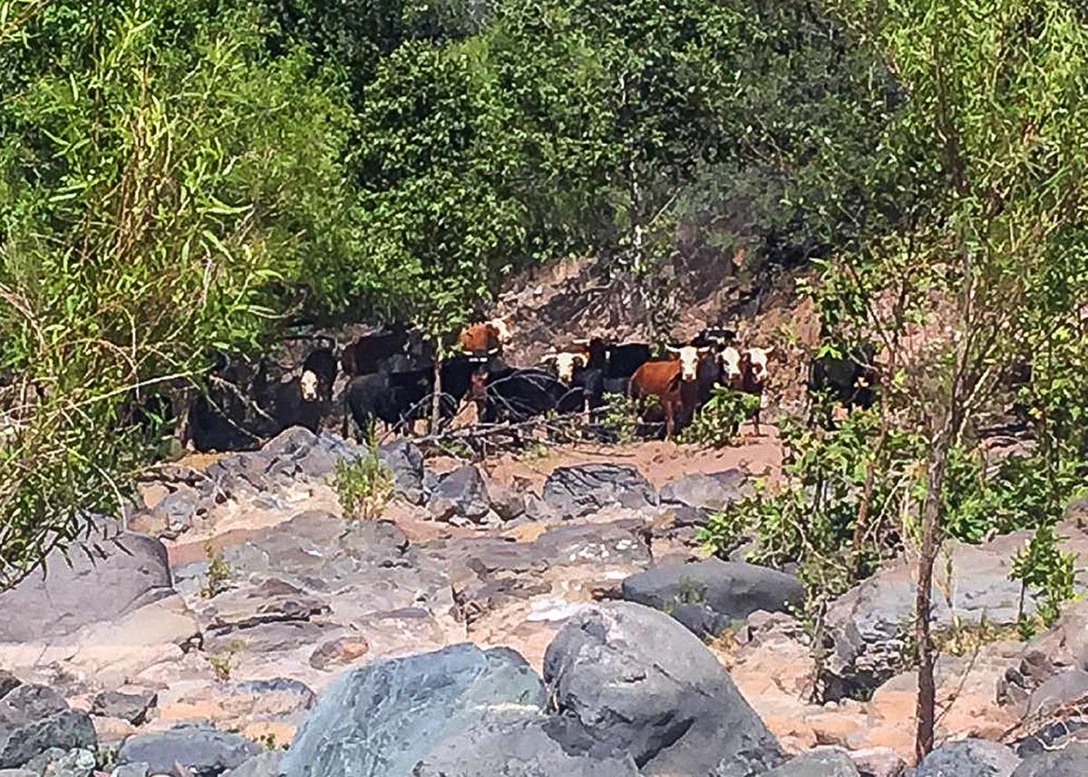 Lawsuit seeks limits in cattle grazing around Arizona river