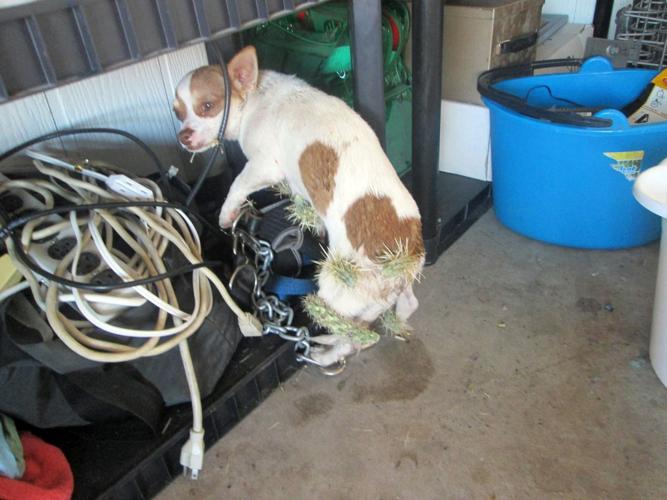 Deputy becomes abused Chihuahua's BFF