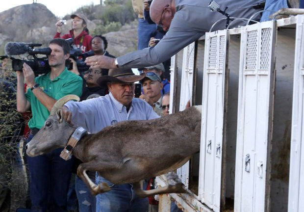 Bighorn sheep release