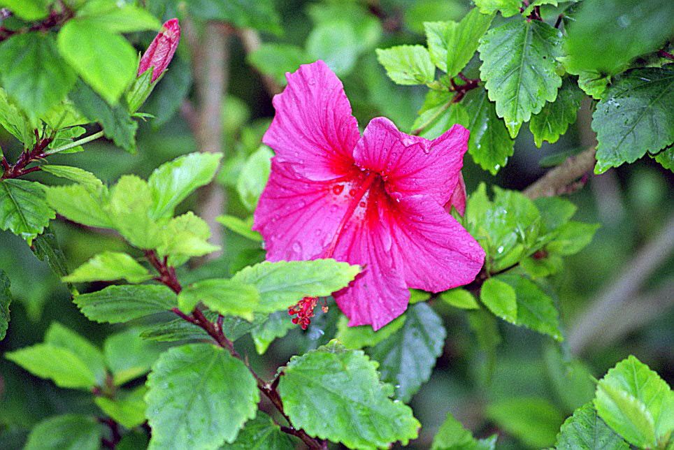 Garden Sage: Hibiscus