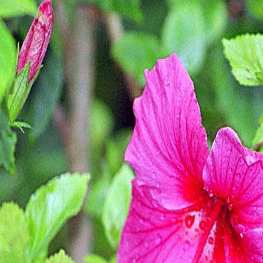 Hibiscus plant's failure to flower may be a result of too much desert sun |  Home + Life + Health | tucson.com