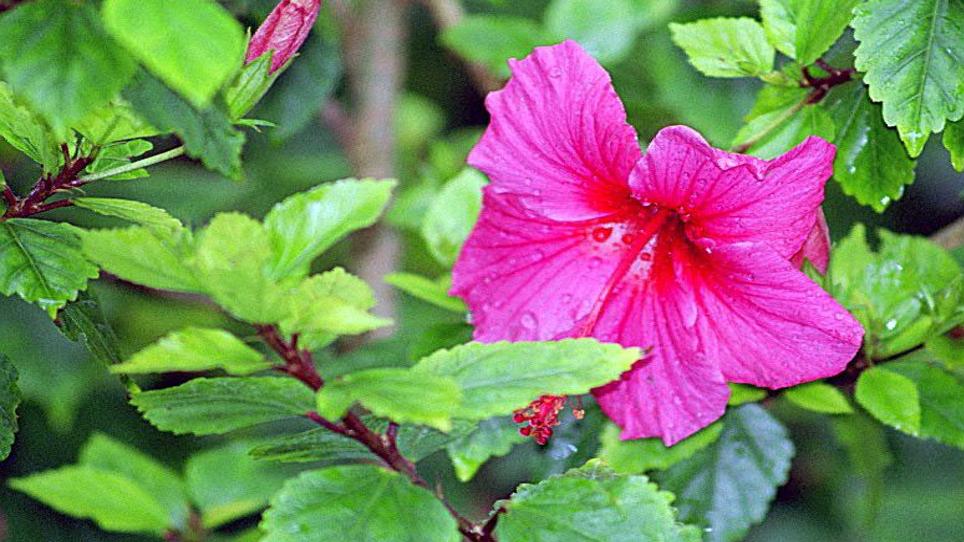 Hibiscus Plant S Failure To Flower May Be A Result Of Too Much