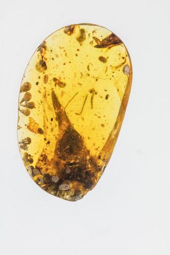 Dinosaur Skull Uncovered