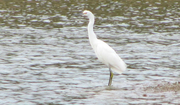 Waterbird at pond