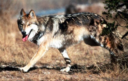 Mexican gray wolf in New Mexico