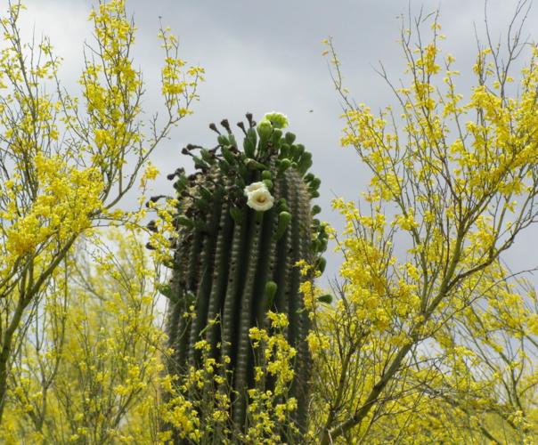 Blossoming saguaro