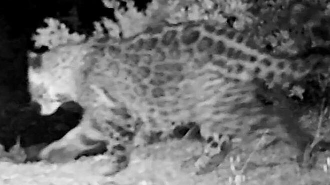 Female jaguar confirmed in Sonora near US border, researchers say
