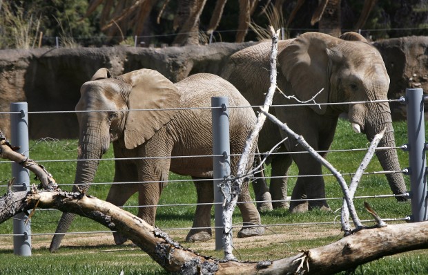 Reid Park Zoo welcomes first of new breeding herd    