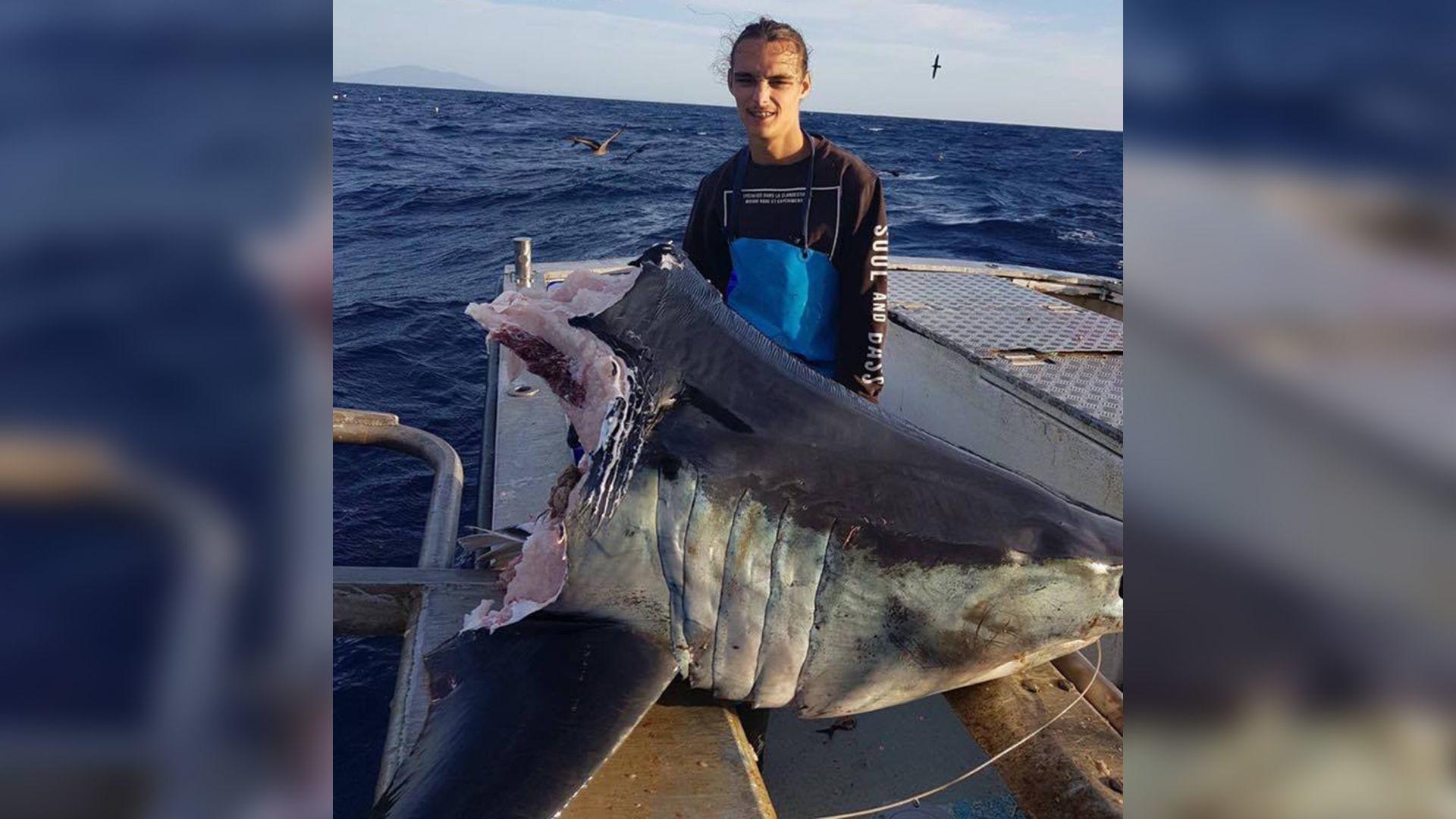 This Australian Fisherman Hooked A 550 Pound Shark Then Something Even Bigger Took A Bite Science Tucson Com