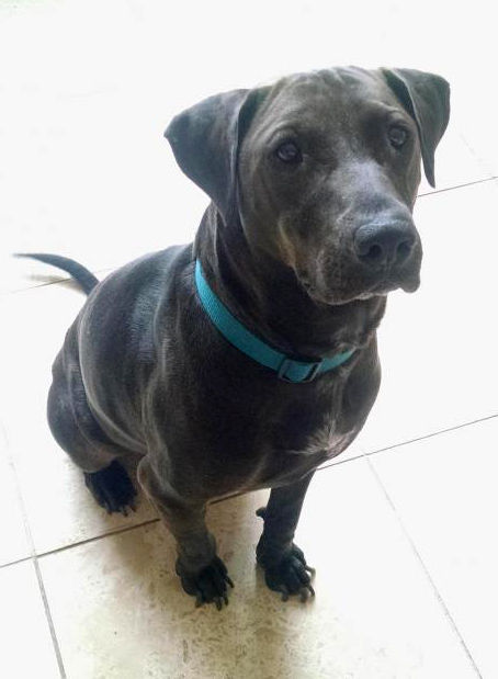 Adopt A Friend: Jag