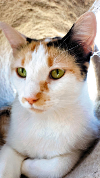 Adopt a friend