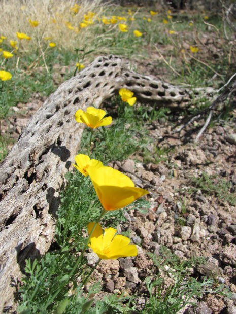 Springtime brings out colors of wildflowers