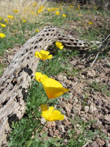 Springtime brings out colors of wildflowers
