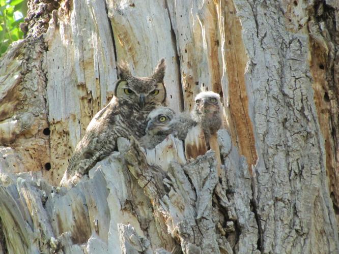 Baby-Great-Horned-Owls-in-the-regional-park.JPG