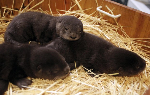 Animal shots of the week