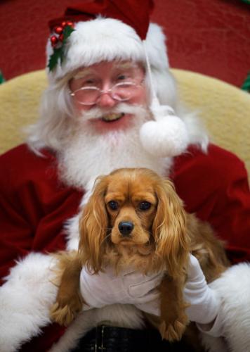 Dog photos with santa