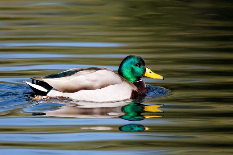 020516-metro-birds-p3