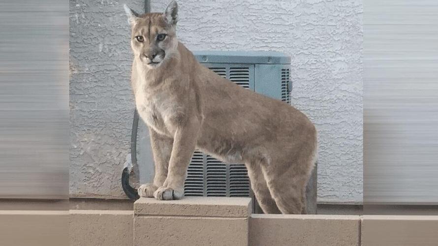 Arizona wildlife officials concerned by mountain lion warnings in Oro Valley