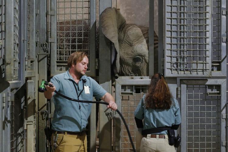 Elephants In Zoos