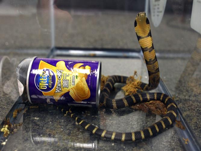 Reptiles Global Extinctions
