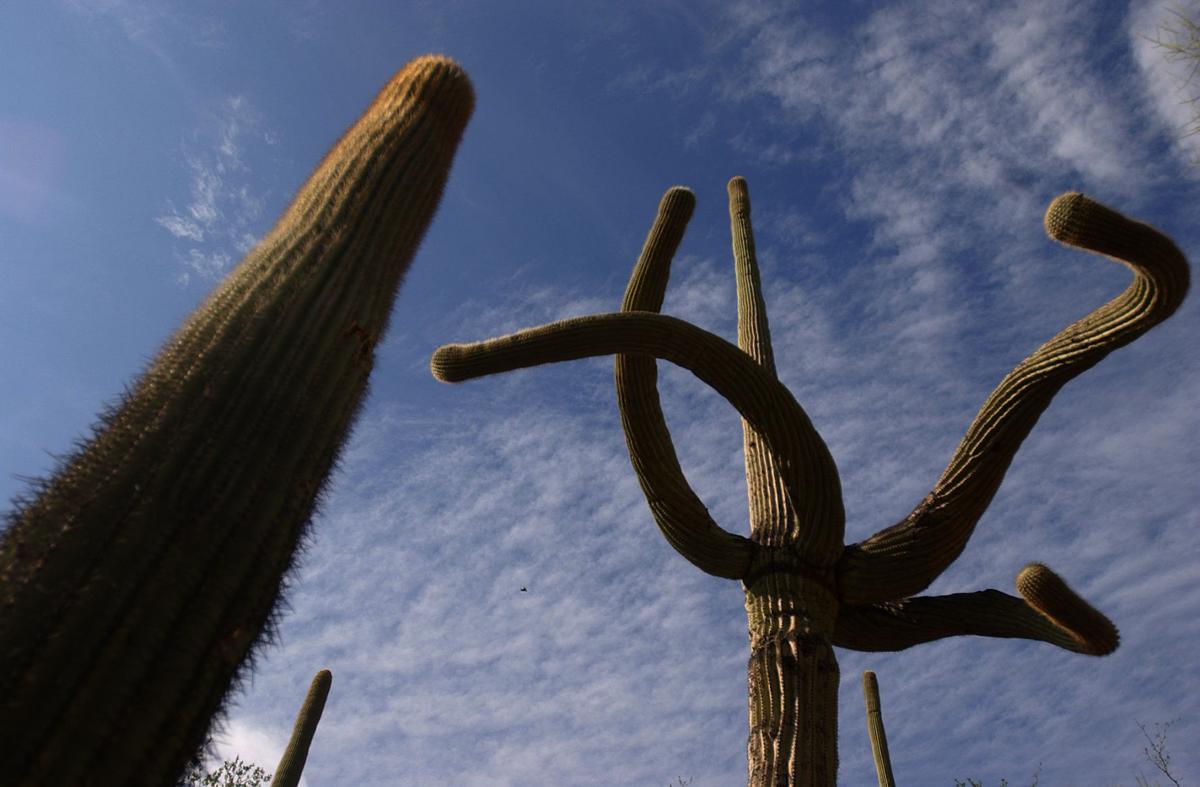 Saying goodbye to the Strong-Arm Saguaro — Town of Marana