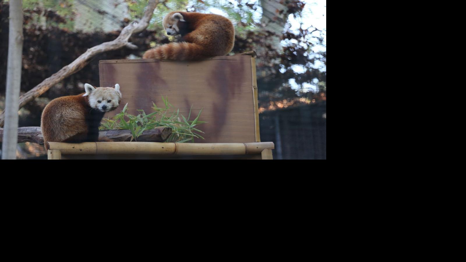 Tucson's Reid Park Zoo second red panda Local news