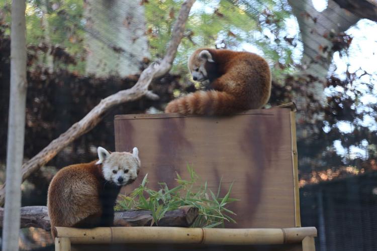 Red Pandas Reid Park Zoo