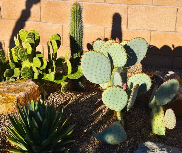 Pima County Master Gardeners Home Garden Tour 2025 1