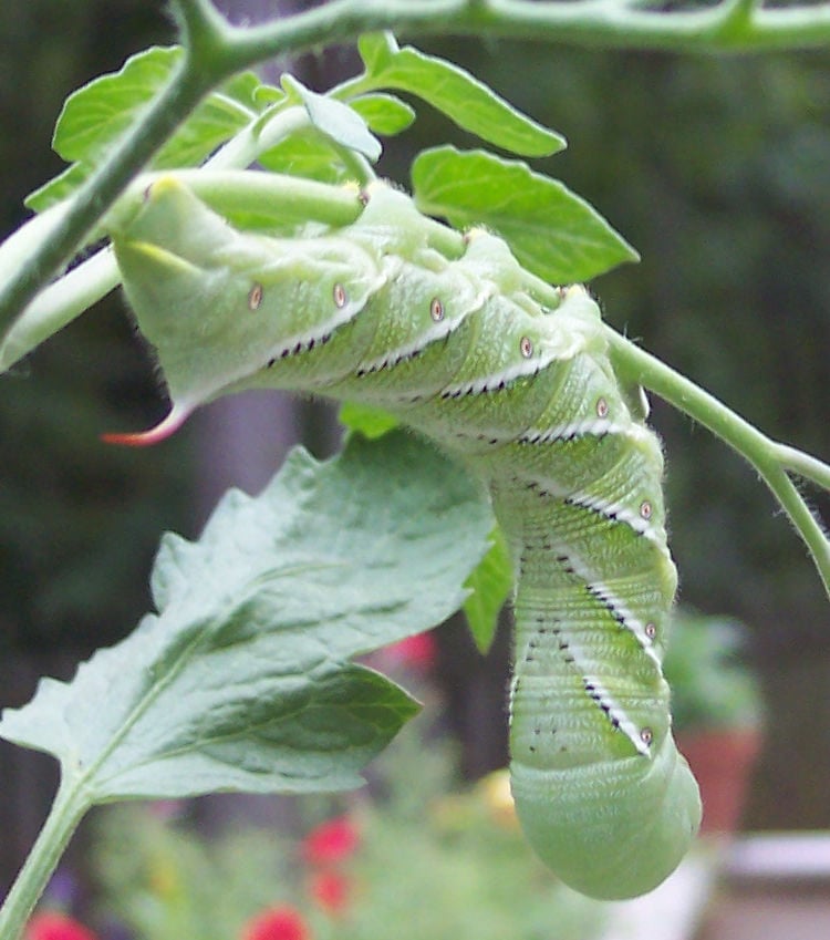 Hornworms attack trees but damage is limited