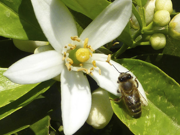 Bee study finds they like buzz of caffeine    