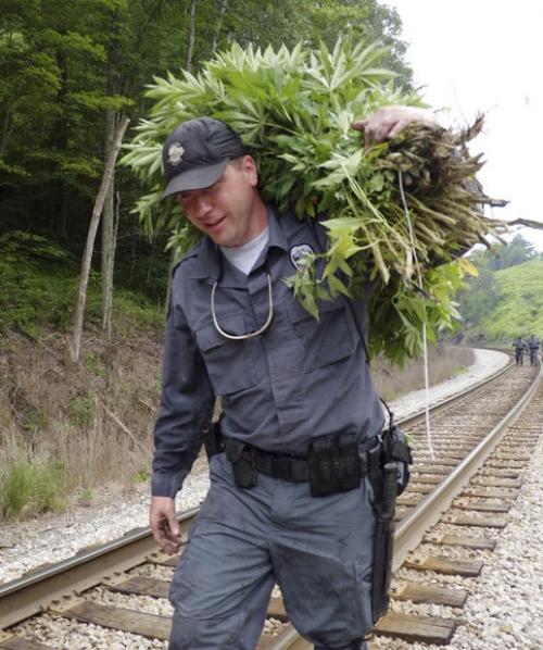 Marijuana farming rebounds in economic hard times  